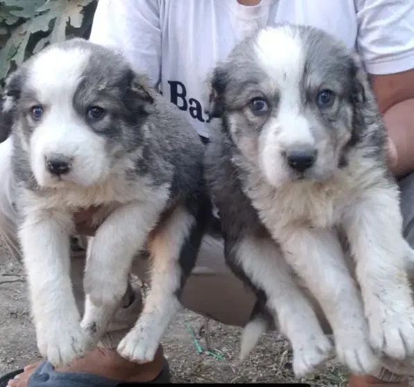 آلابای بااصالت نگهبان.. گله ای و..فی فقط سه|سگ|مشهد, ترمینال|دیوار