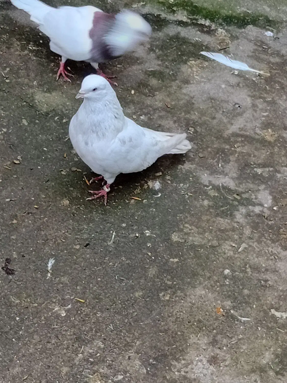 کبوتر|پرنده|رشت, بیجارپس|دیوار