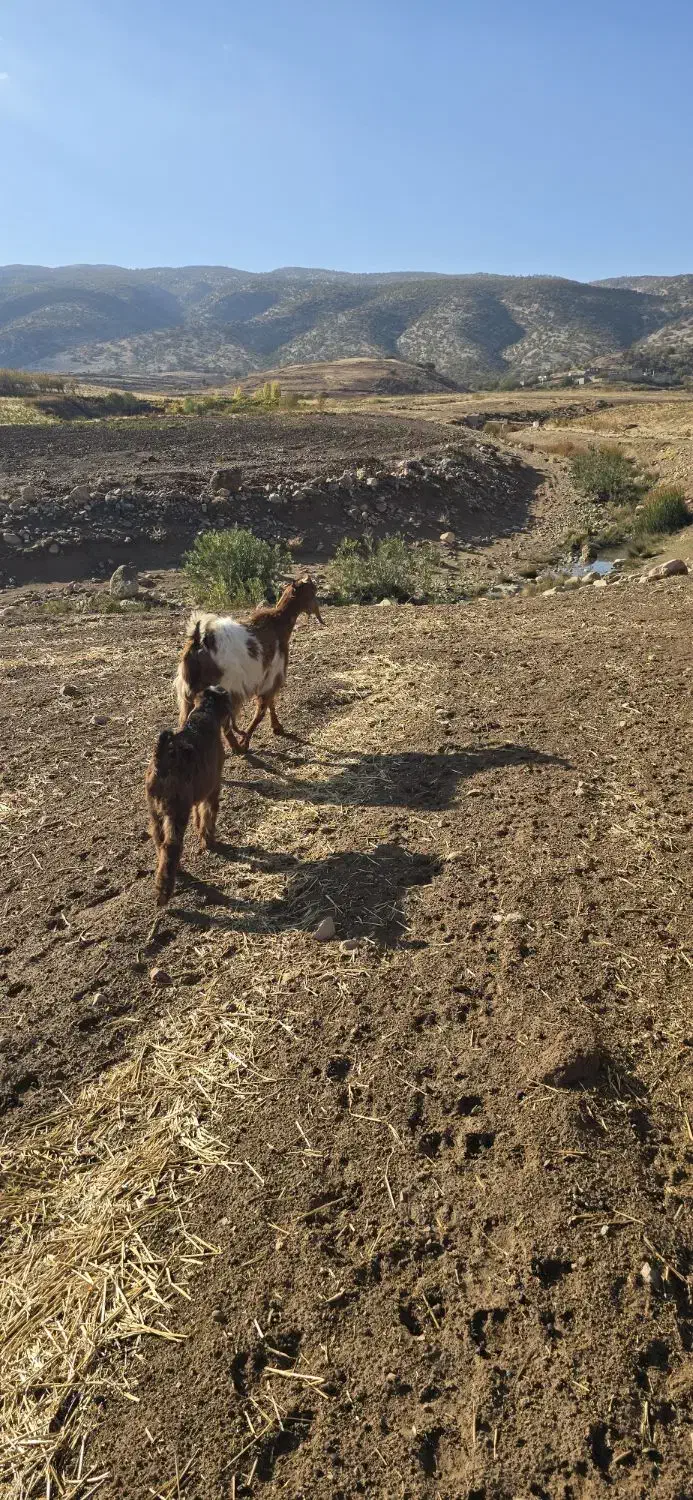 بز و بزغاله|حیوانات مزرعه|ایوان, |دیوار