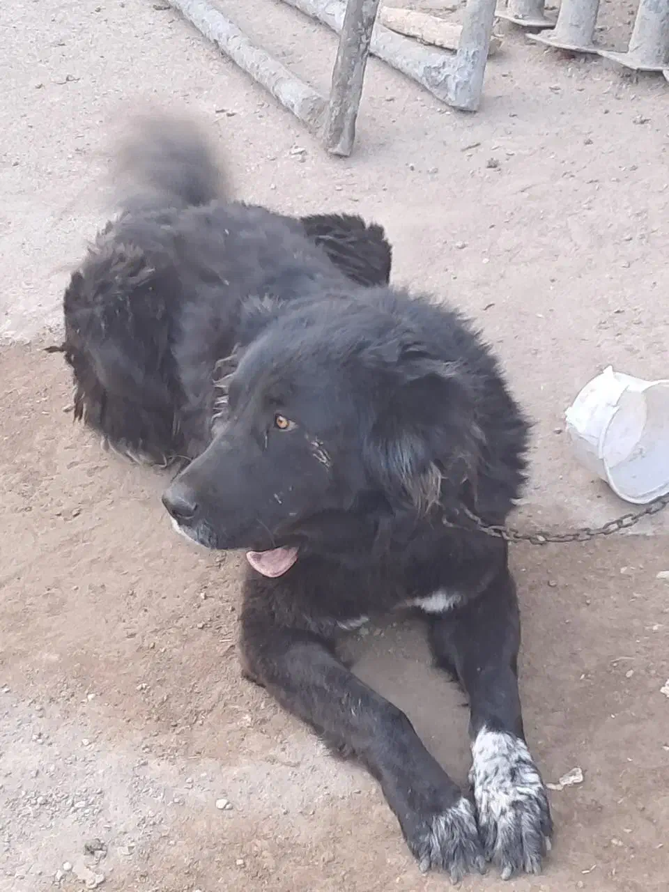 واگذاری سگ قدر جونی|سگ|شوشتر, |دیوار