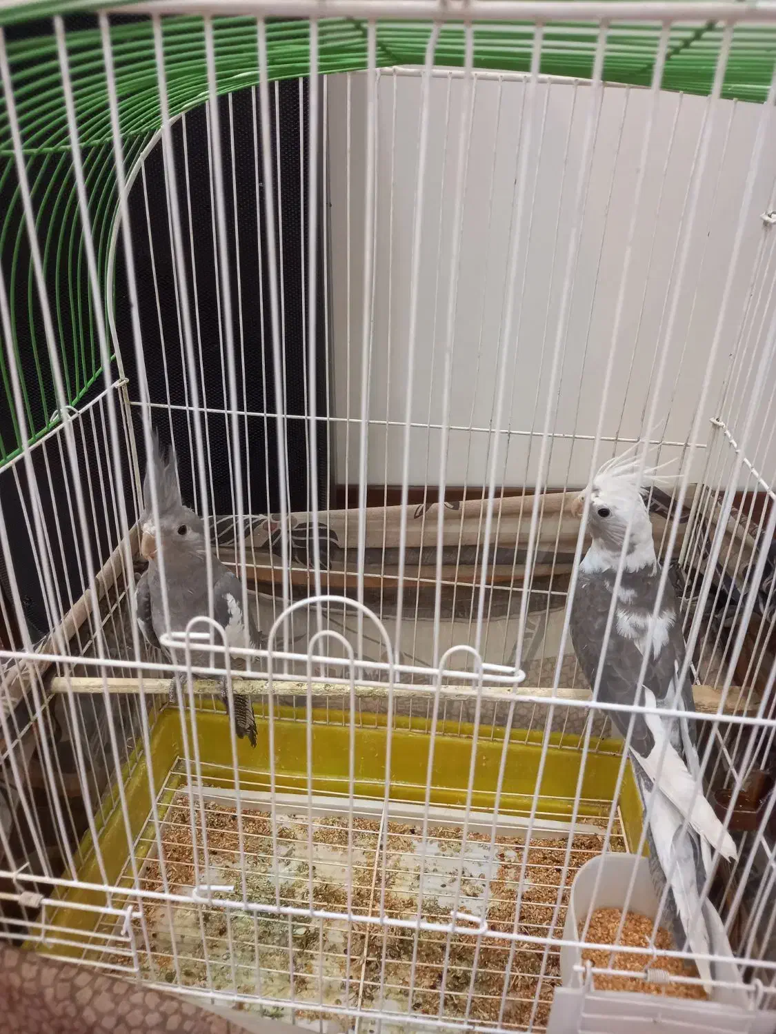 جوجه عروس هلندی سه ماهه|پرنده|ری, سیزده آبان|دیوار