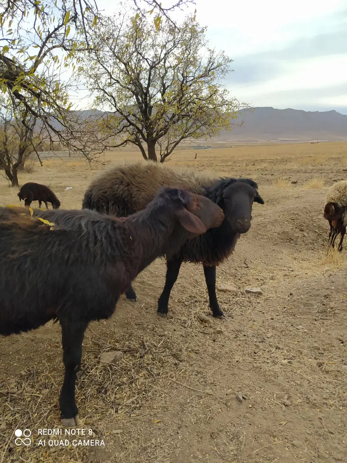 قوچ|حیوانات مزرعه|داران, |دیوار