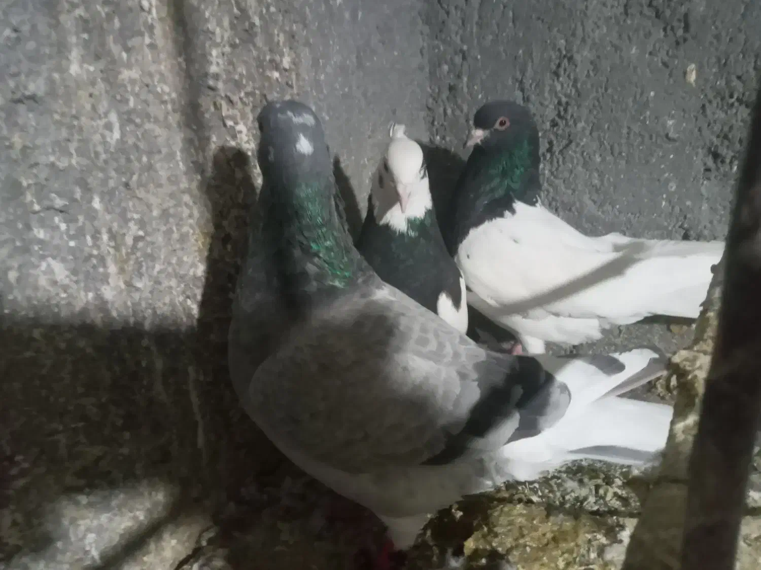 900هزارتومان کبوتر|پرنده|شیروان (خراسان), |دیوار