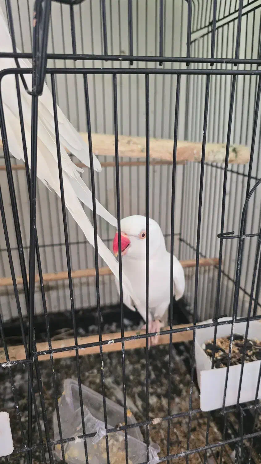 طوطی ملنگو سفید|پرنده|تنکابن, |دیوار