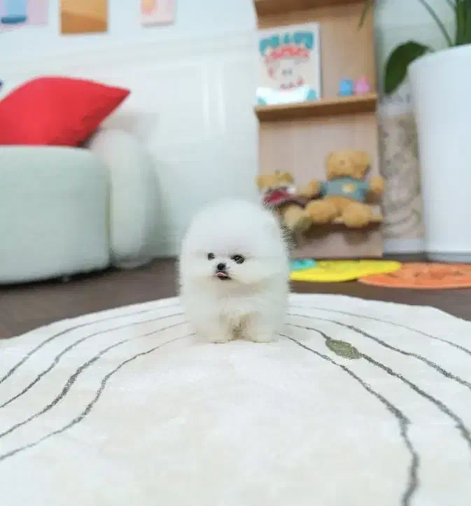 پامر|سگ|زنجان, |دیوار