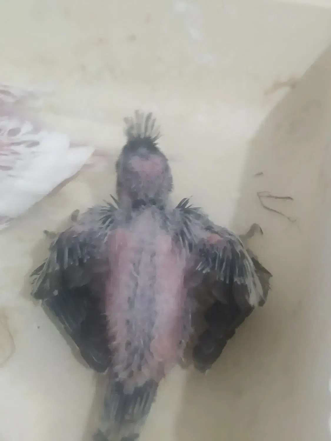 با سلام جوجه عروس هلندی|پرنده|قشم, |دیوار