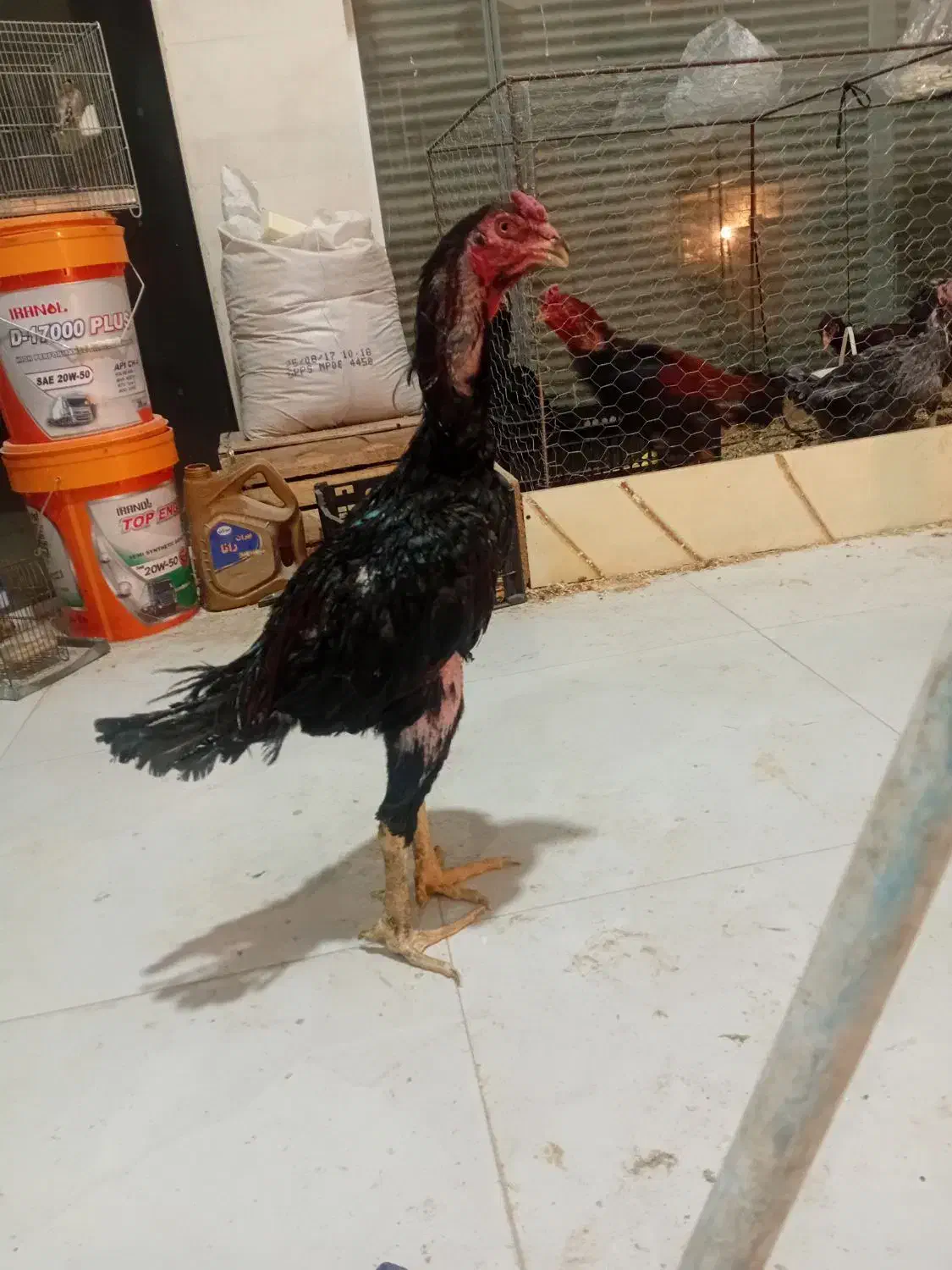 خروس لاری پر مرغی مشکی..در رباط کریم|حیوانات مزرعه|رباطکریم, شترخوار|دیوار