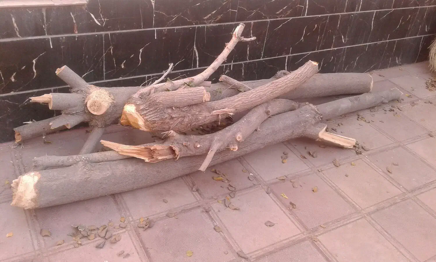 فروش چوب|مصالح و تجهیزات ساختمان|تربت جام, شاد|دیوار