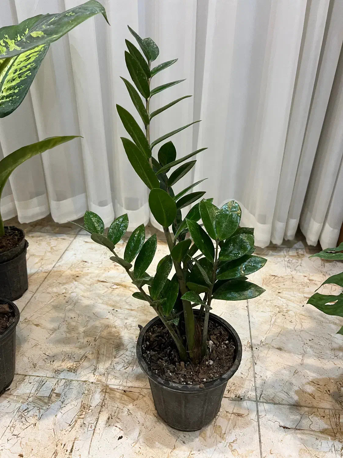 گل اپارتمانی مستقیم از گلخانه|گل و گیاه طبیعی|سنندج, |دیوار