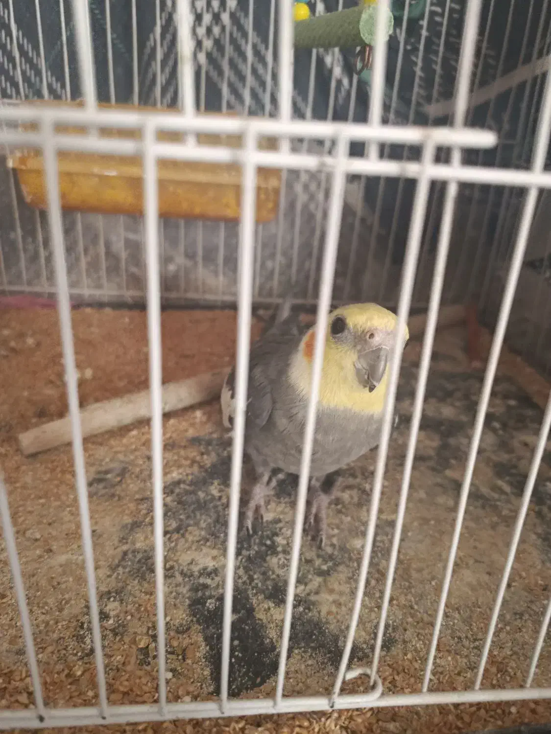 پرنده|پرنده|تربت‌حیدریه, حاجی یار‎|دیوار