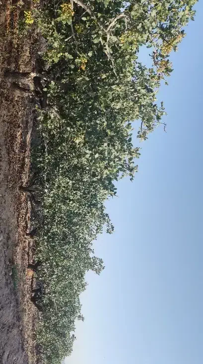 ۱۳۰ قصب زمین پسته معاوضه با ماشین|فروش دفتر صنعتی، کشاورزی، تجاری|رفسنجان, |دیوار