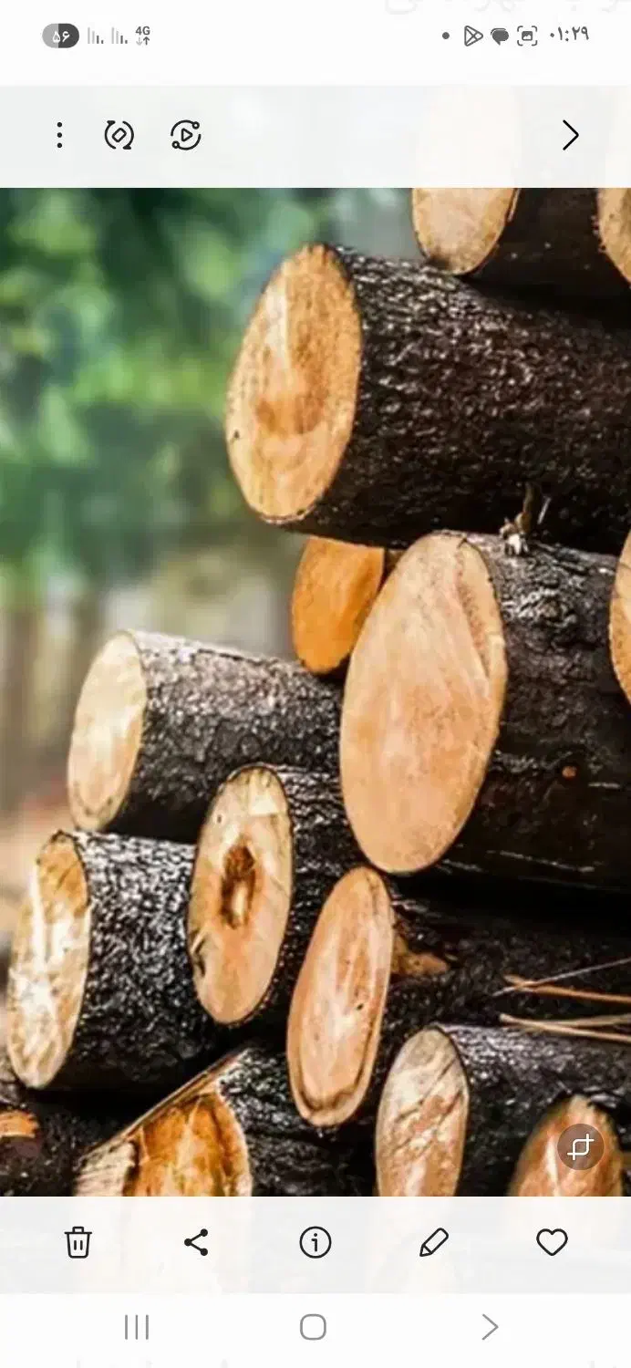 خرید چوپ صنوبر و جنگلی|خدمات باغبانی و درختکاری|لاهیجان, بازکیاگوراب|دیوار