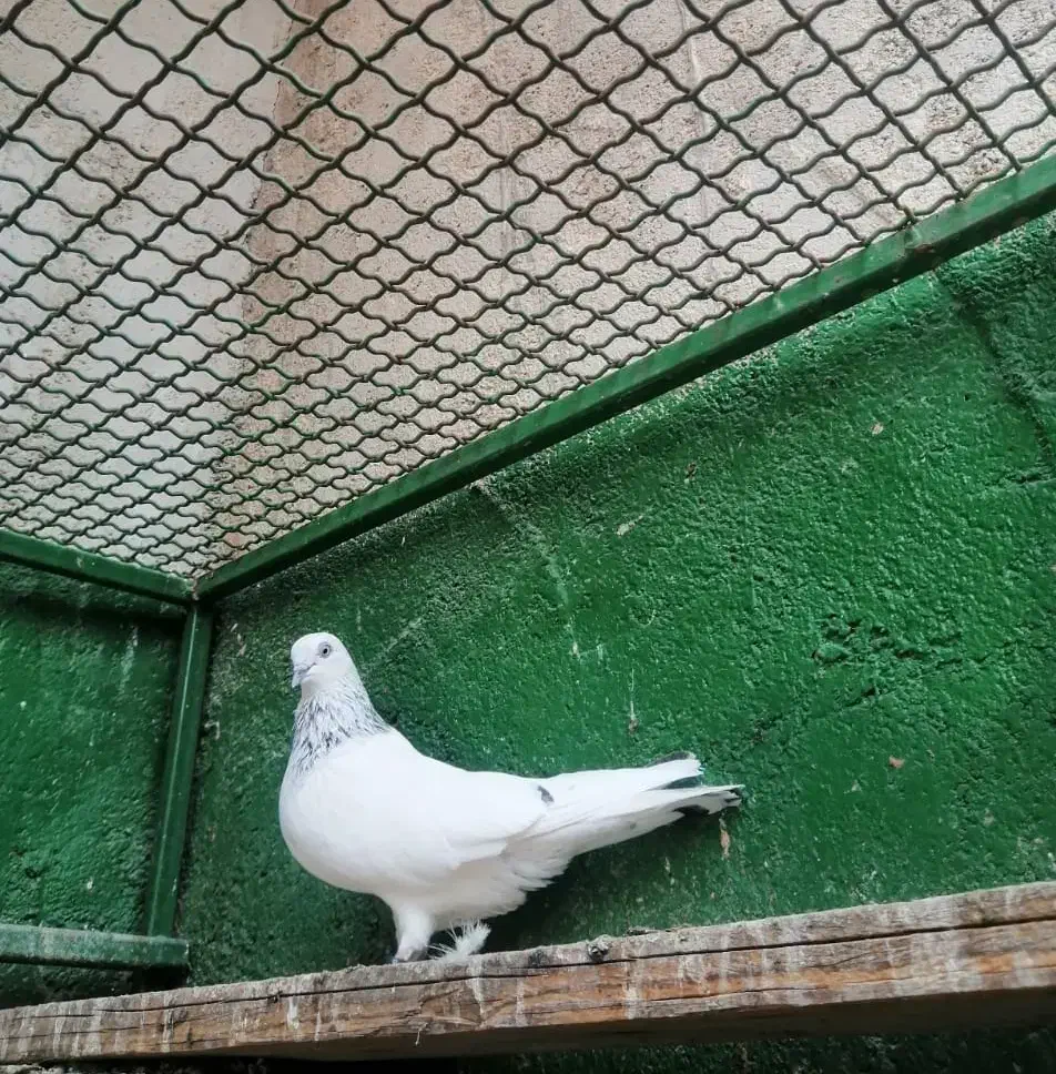 شیخ ابری|پرنده|بندر ماهشهر, |دیوار