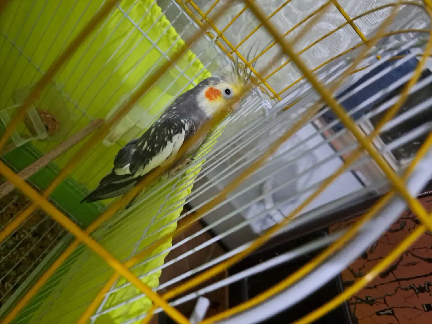 عروس هلندی نر|پرنده|میانه, |دیوار