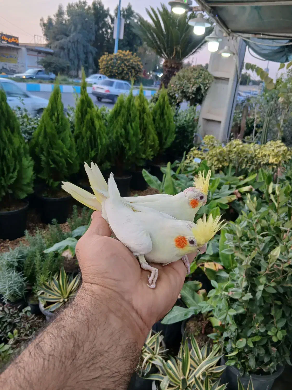 جوجه عروس درجه ۱|پرنده|دزفول, |دیوار