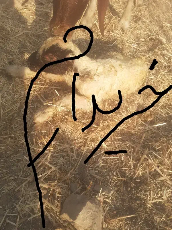 ورک ساوه|حیوانات مزرعه|دره شهر, |دیوار