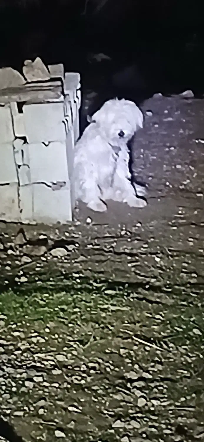 سگ مالتیز|سگ|کلیبر, |دیوار