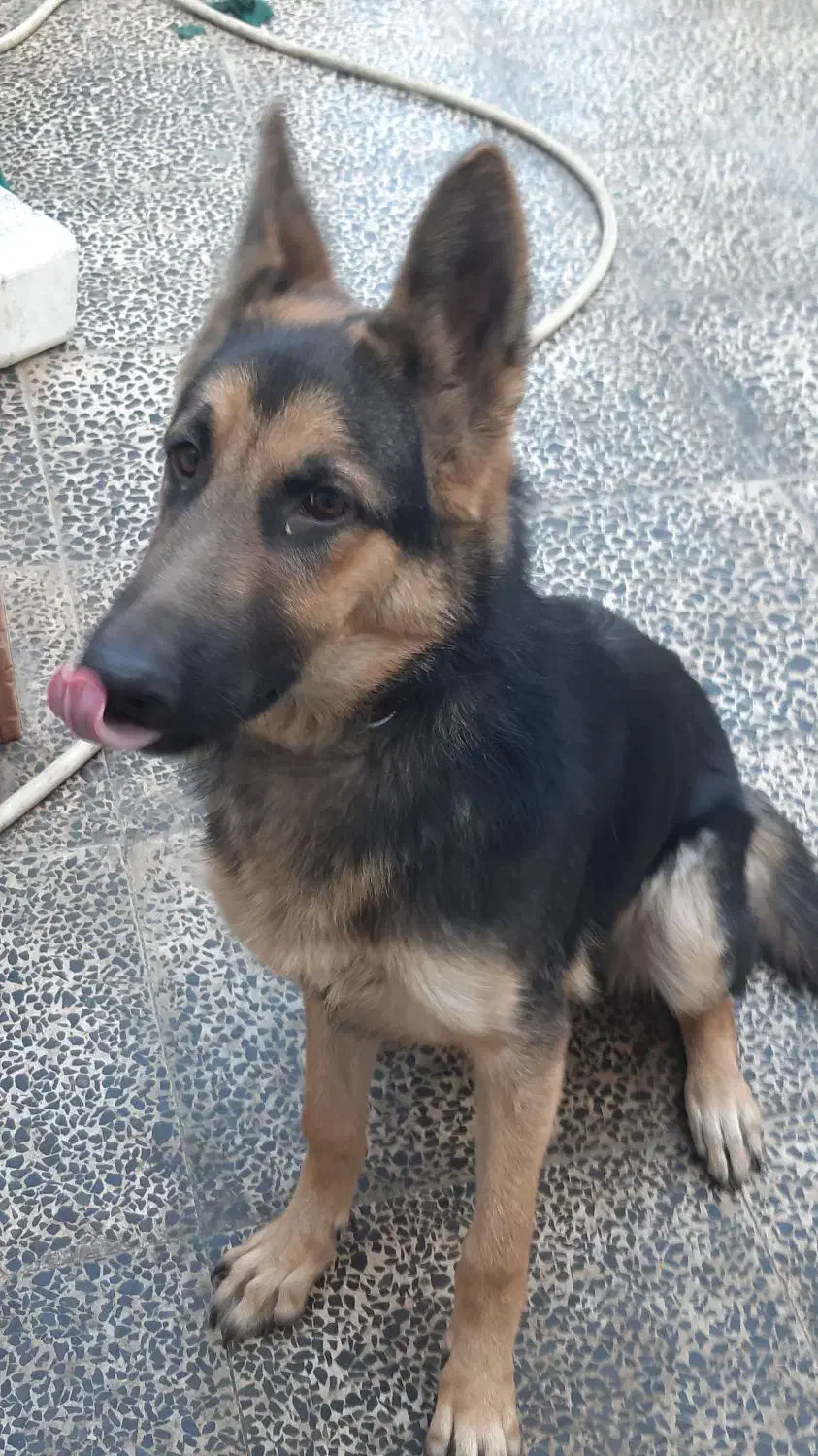 ژرمن شپرد|سگ|گنبد کاووس, |دیوار