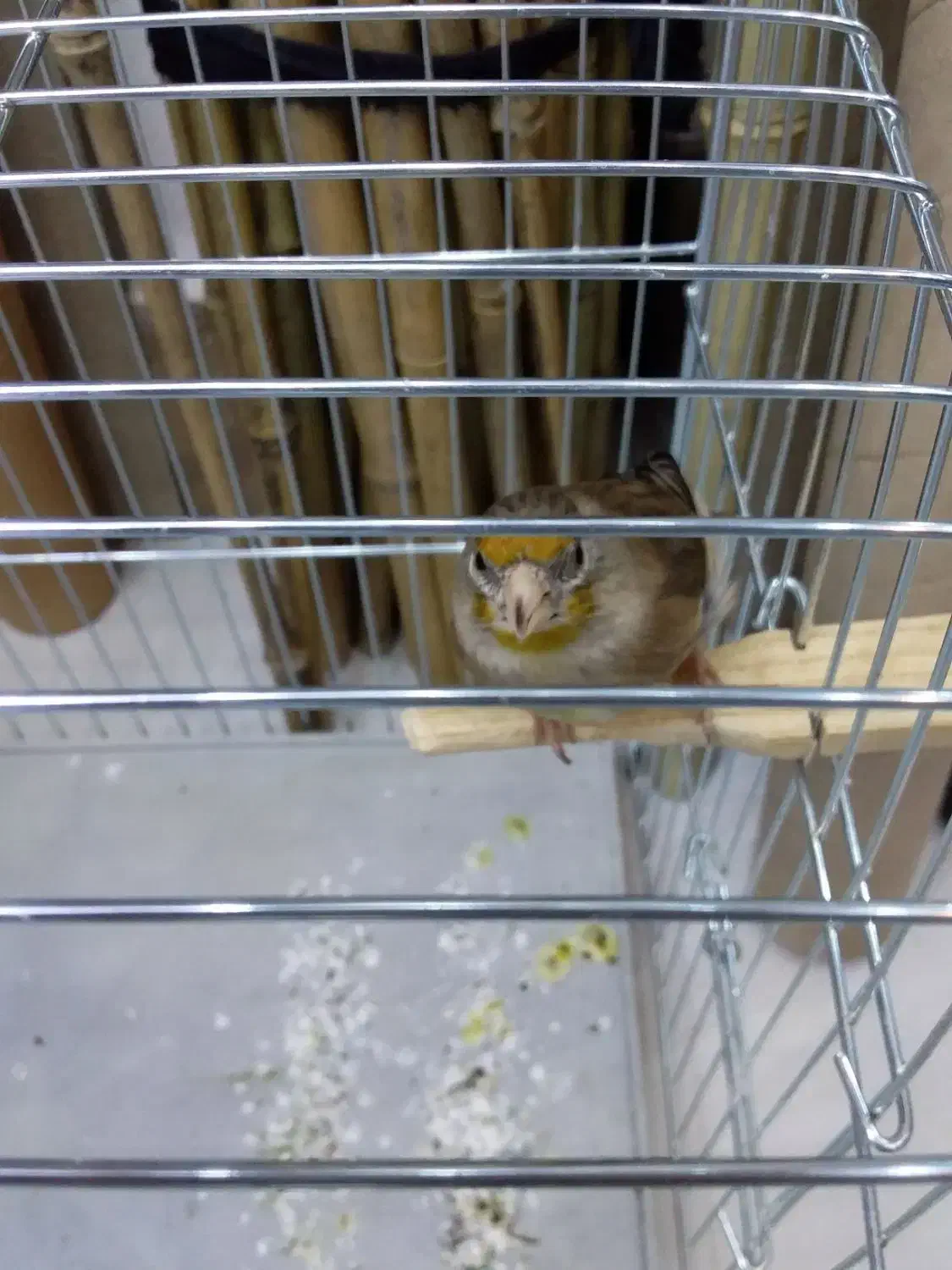 سهره قناری|پرنده|سقز, |دیوار