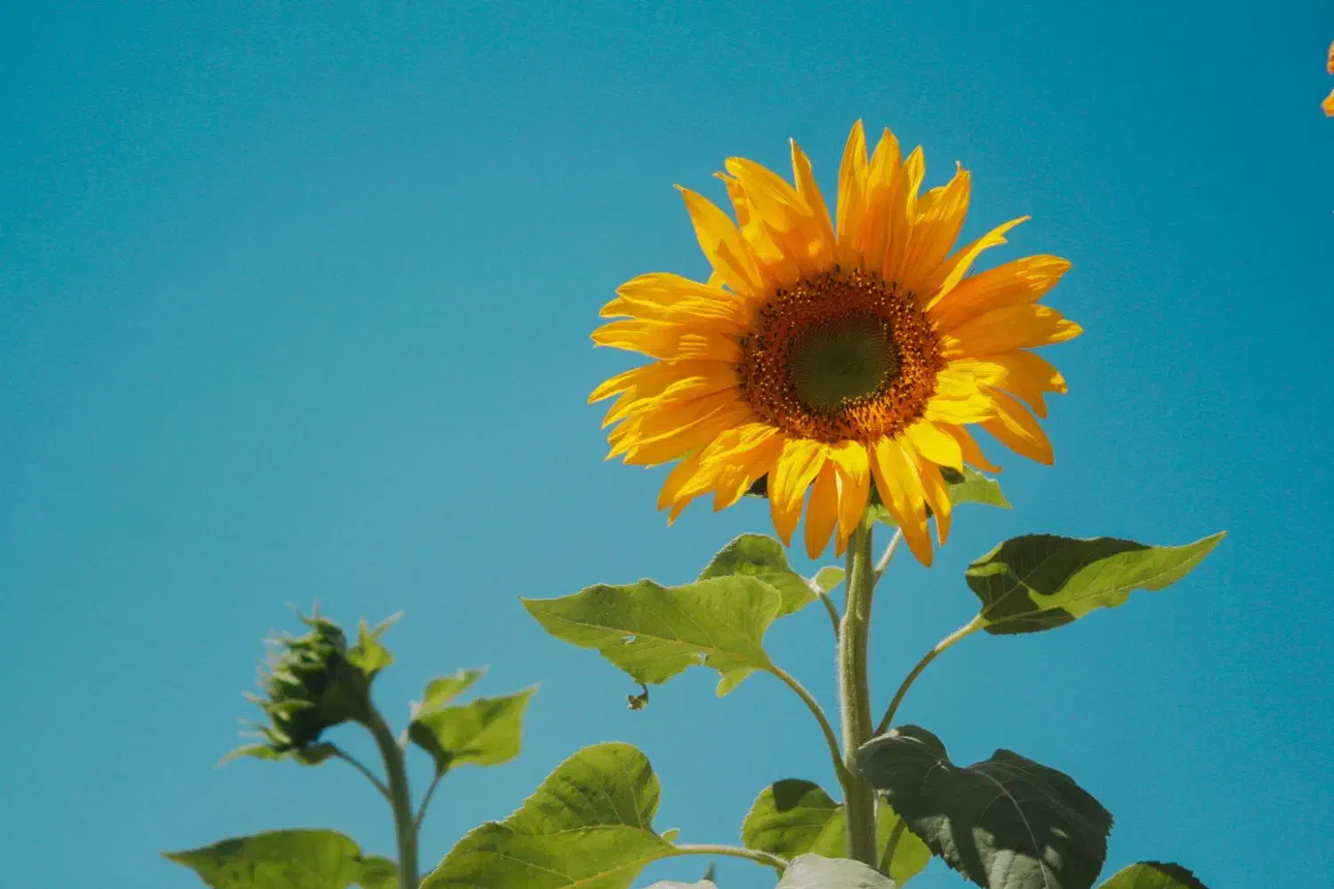 دوربین کنون 450D|دوربین عکاسی و فیلمبرداری|بیرجند, |دیوار