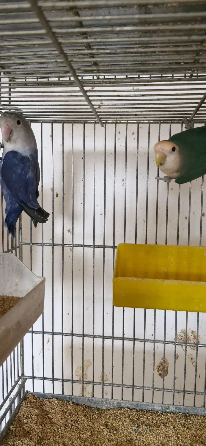 یک جفت کوتوله مولد|پرنده|مبارکه, |دیوار