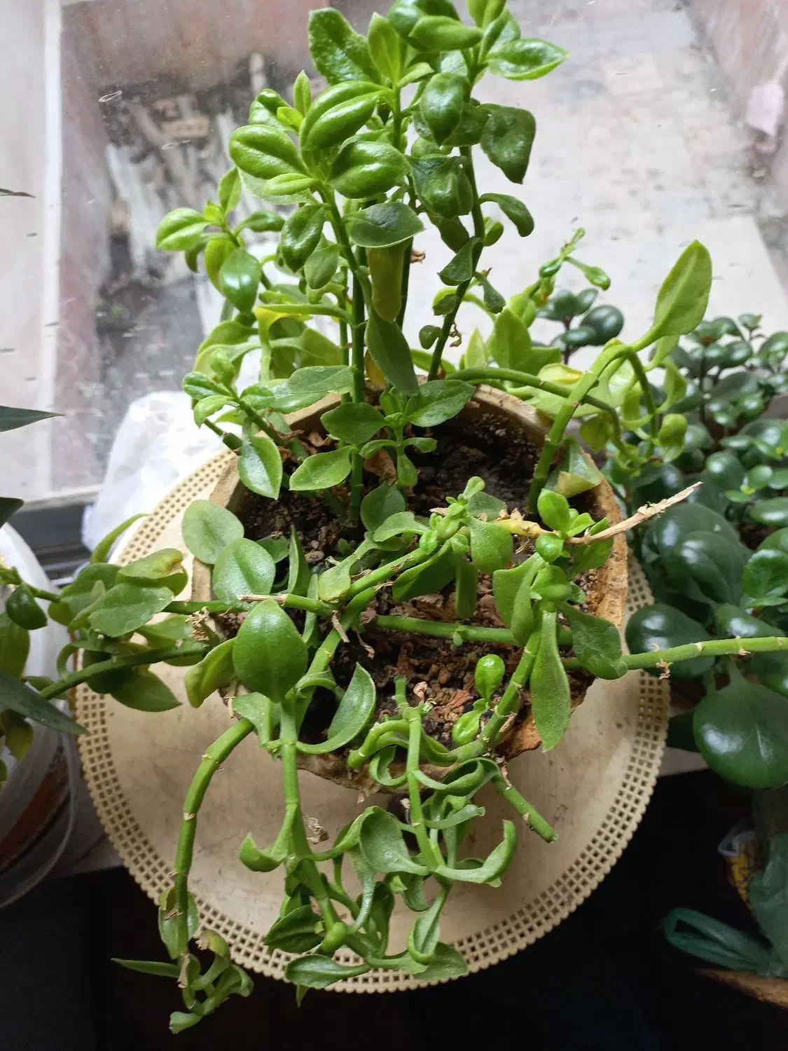 گلدون طبیعی فروشی|گل و گیاه طبیعی|مشهد, خرمشهر|دیوار