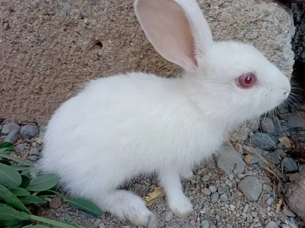 خرگوش|موش و خرگوش|جیرفت, |دیوار