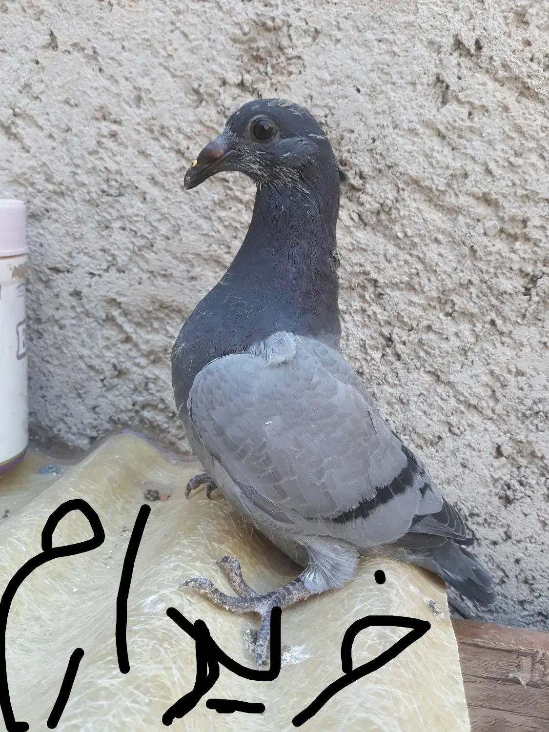 مسافتی|پرنده|الوند, |دیوار