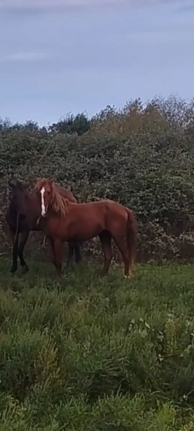 اسب گمشده به یابنده مژدگانی داده میشود|حیوانات|بندر انزلی, کلیور|دیوار