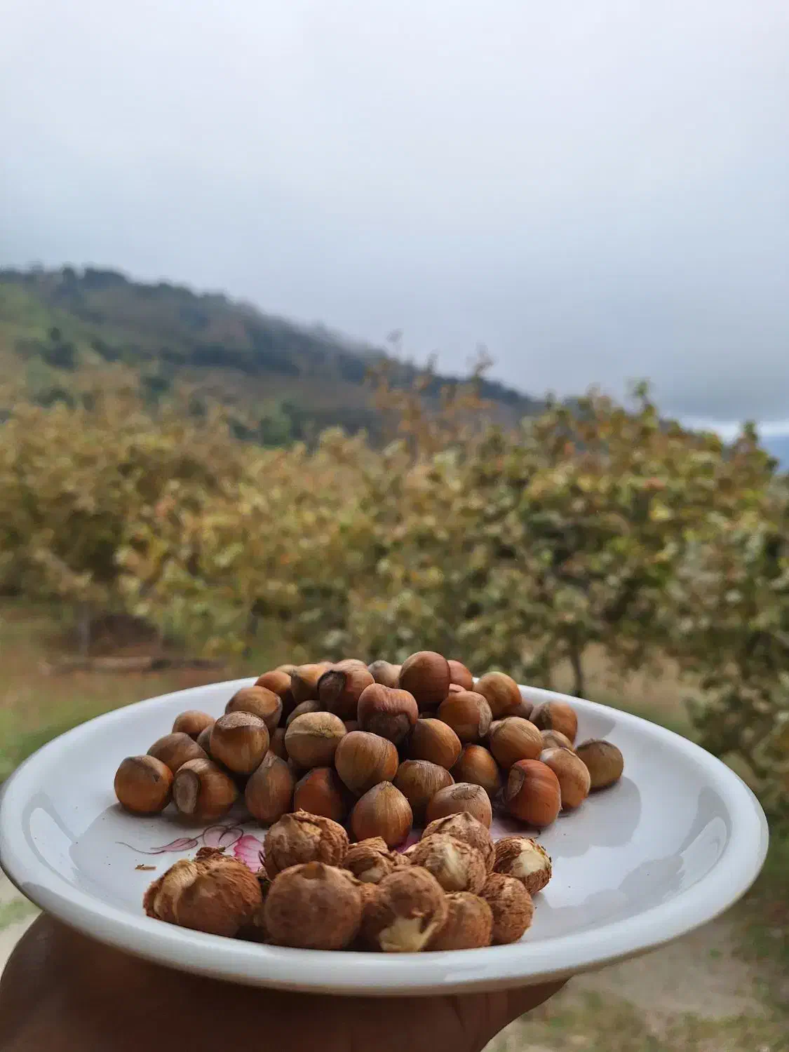 فندق اشکور|خوردنی و آشامیدنی|تهران, آذربایجان|دیوار