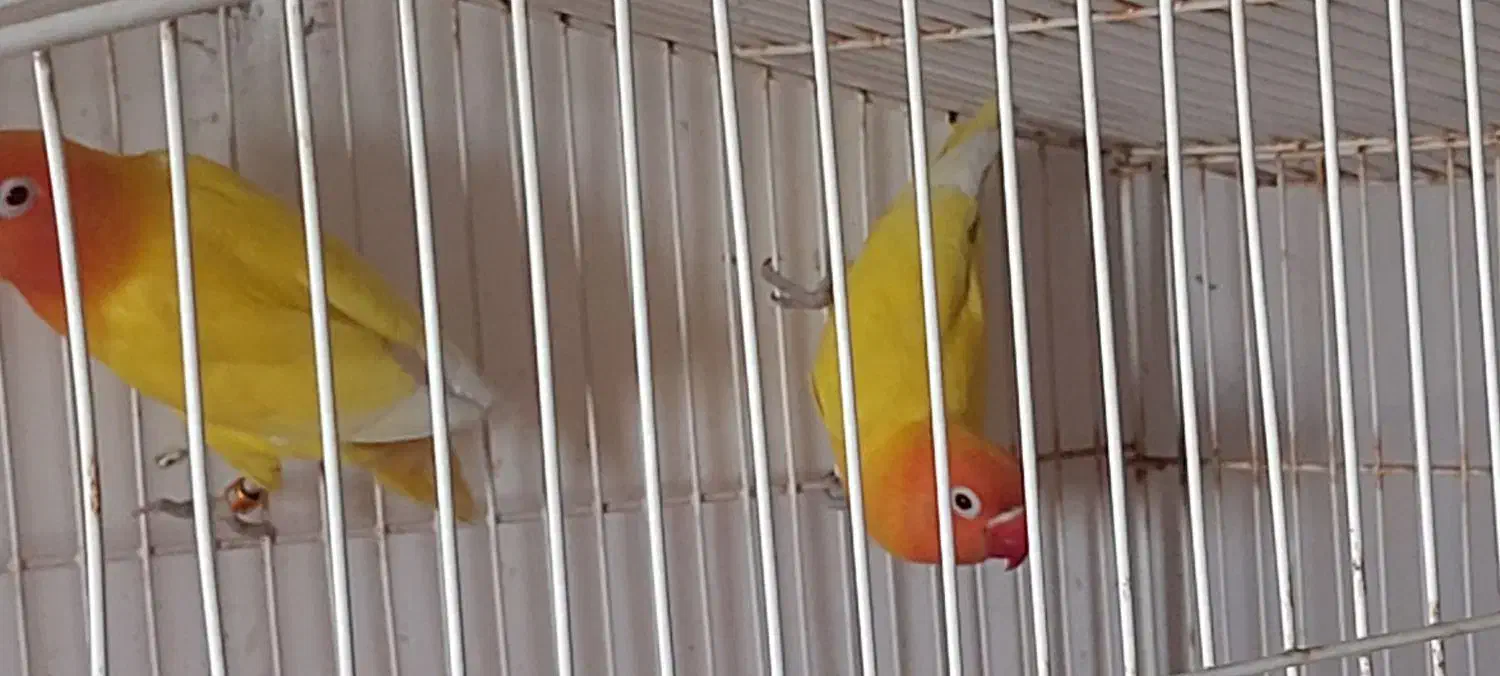 طوطی برزیلی|پرنده|بندر ماهشهر, |دیوار