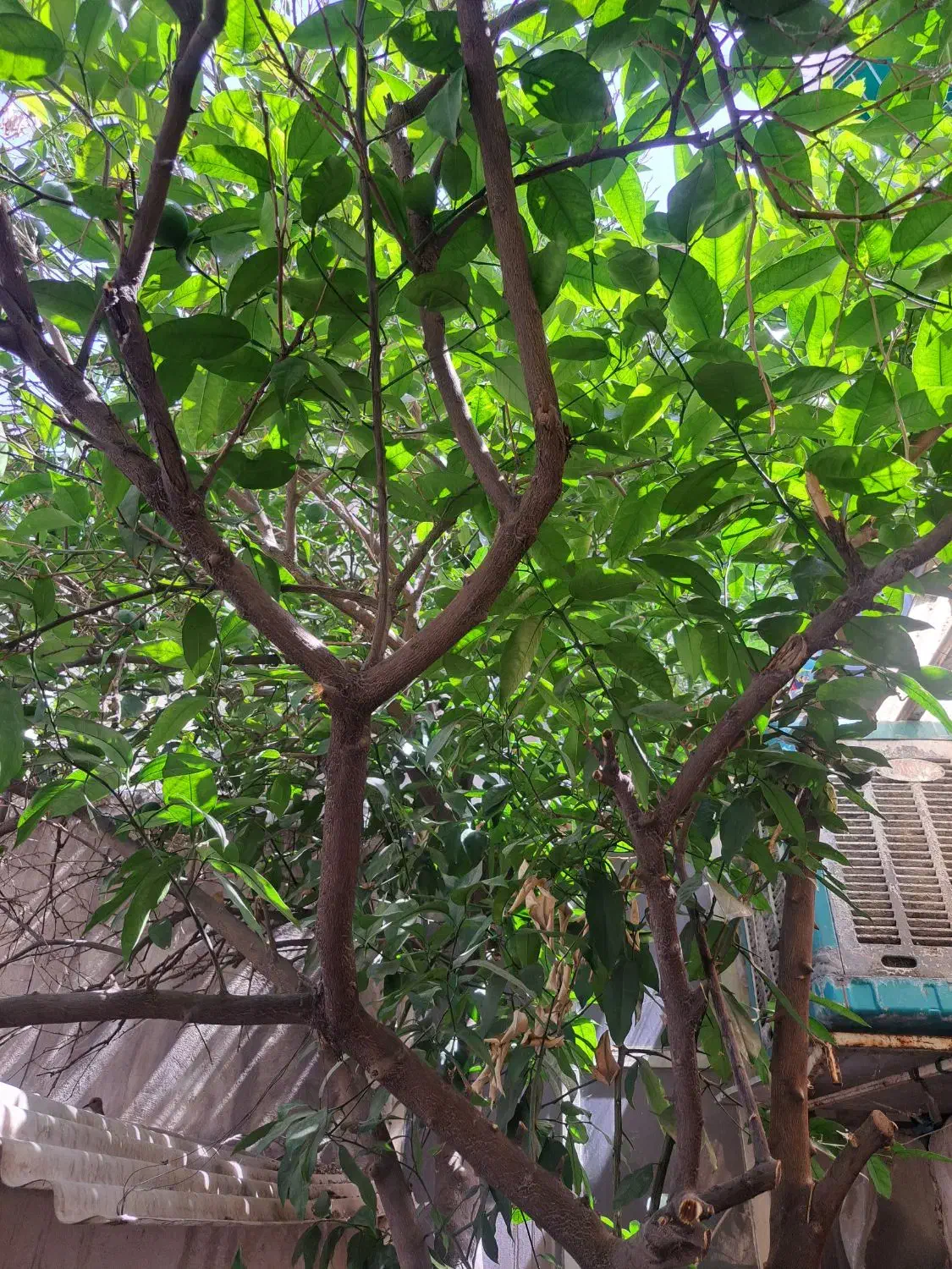 طبقه همکف واول از خانه ای دوطبقه|اجارهٔ خانه و ویلا|تهران, مینای شمالی (مخبر)|دیوار