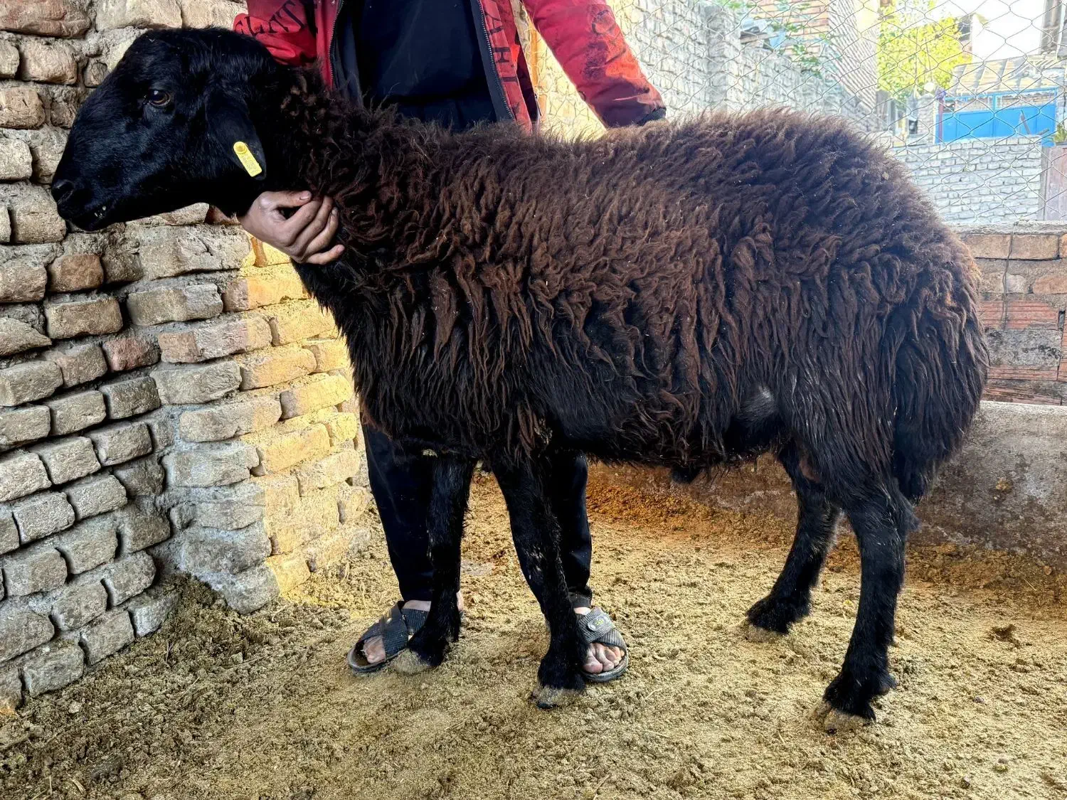 سه راس نر بره قوچ تخمی|حیوانات مزرعه|فاضل آباد, |دیوار