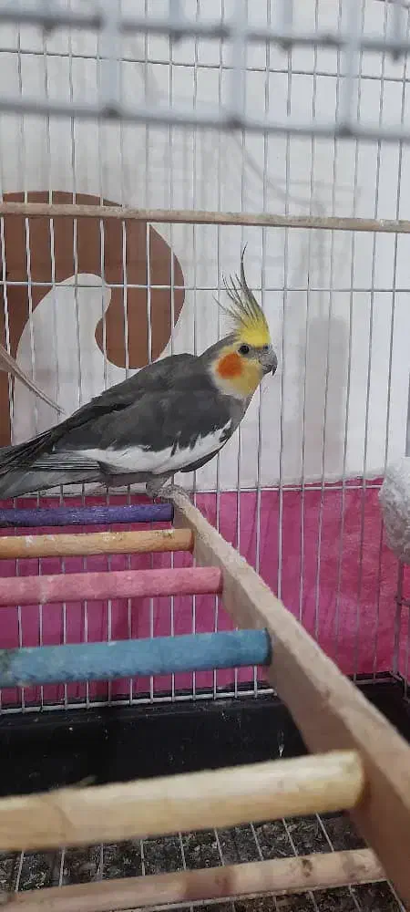 عروس هلندی نر سالم|پرنده|کیاشهر, |دیوار