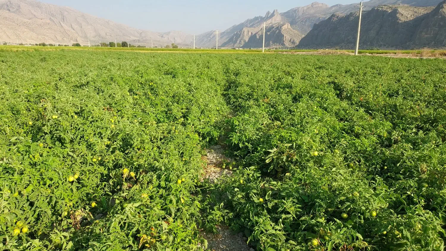 زمین جهت کشت گوجه و برنج|اجارهٔ دفتر صنعتی، کشاورزی، تجاری|درودزن, |دیوار