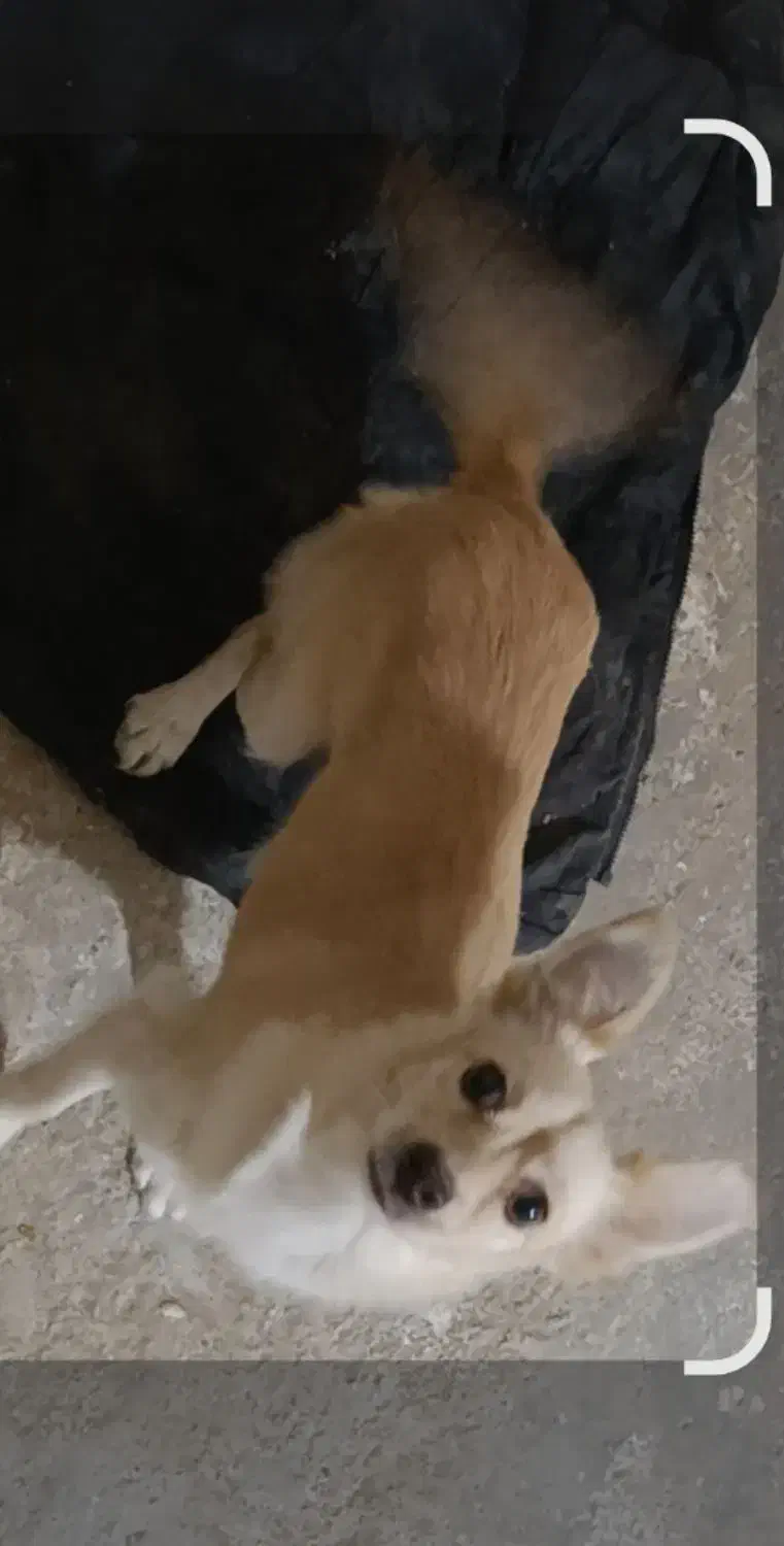 پاکوتاه|سگ|گرگان, |دیوار