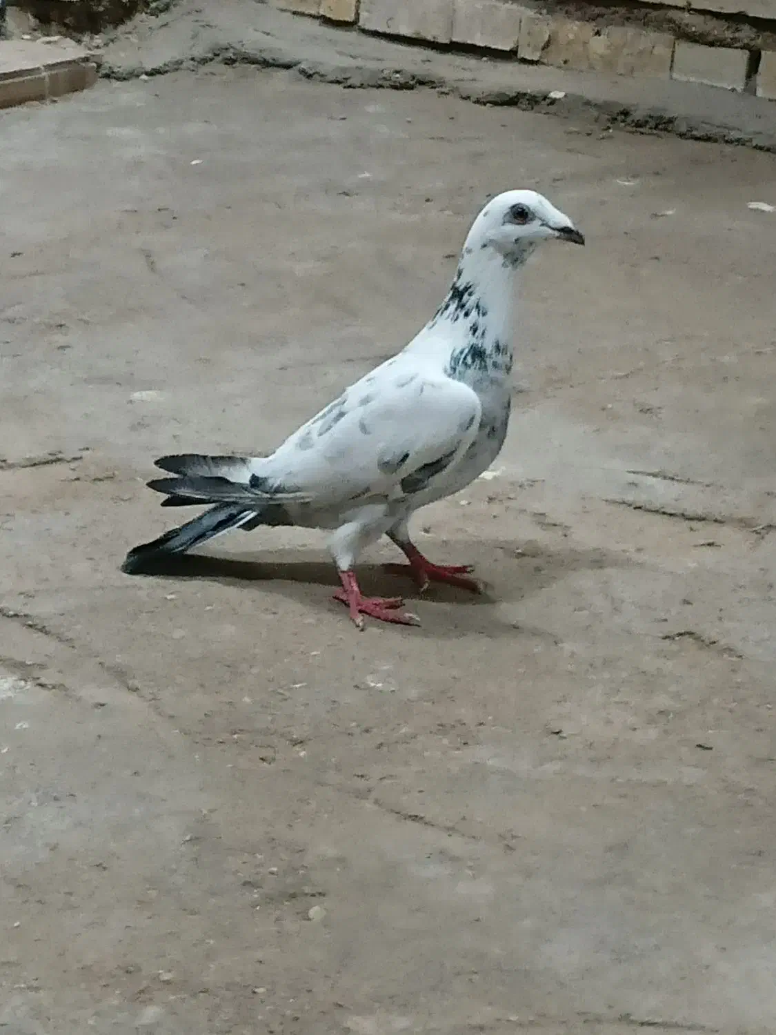 کبوتر‌گوره|پرنده|شوشتر, |دیوار