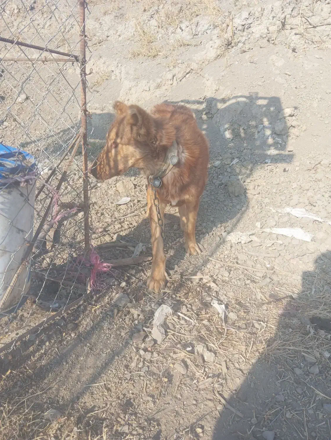 واگذاری سگ|سگ|لالجین, |دیوار