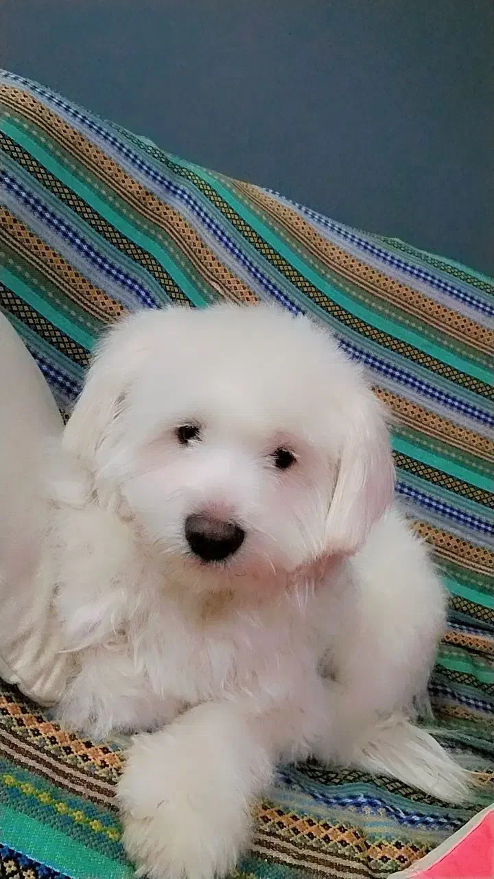 گمشده|حیوانات|پاکدشت, شهرک امام رضا|دیوار