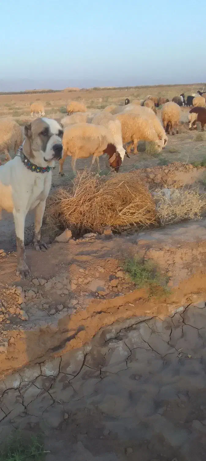 سگ فروشی|سگ|آیسک, |دیوار