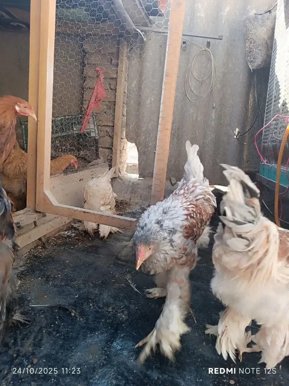 خروس برهمایی|حیوانات مزرعه|مشهد, کوشش|دیوار