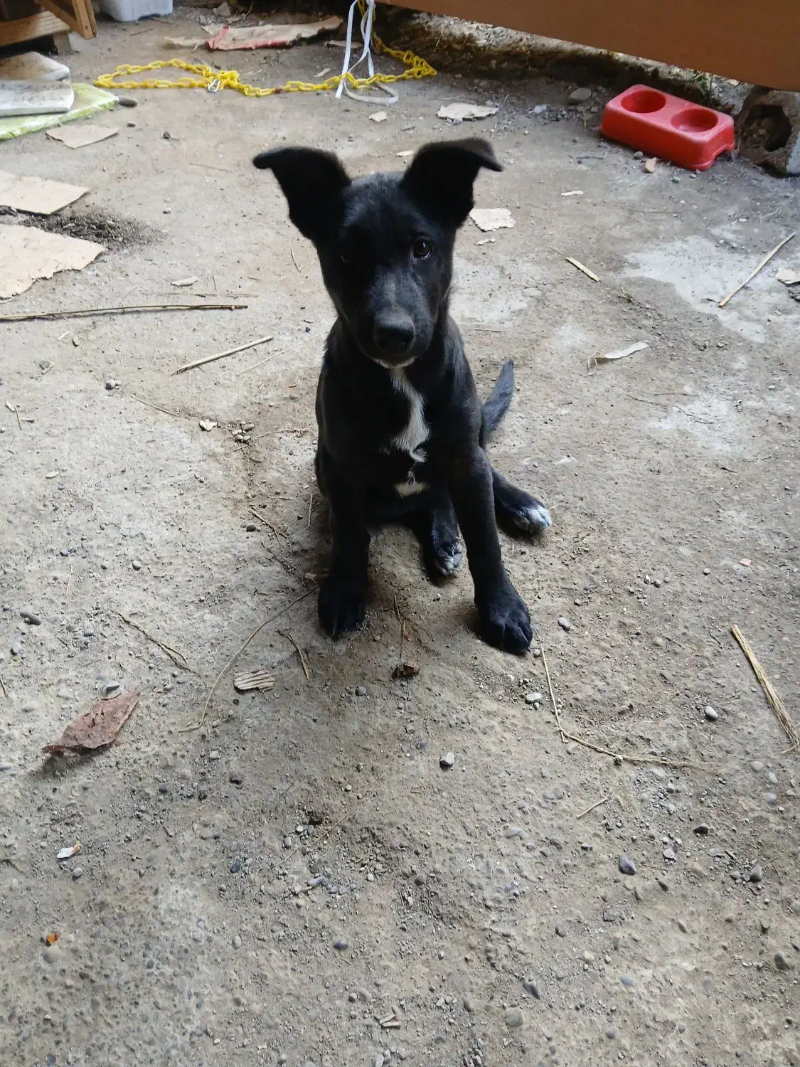 توله ژرمن بلک|سگ|آمل, |دیوار