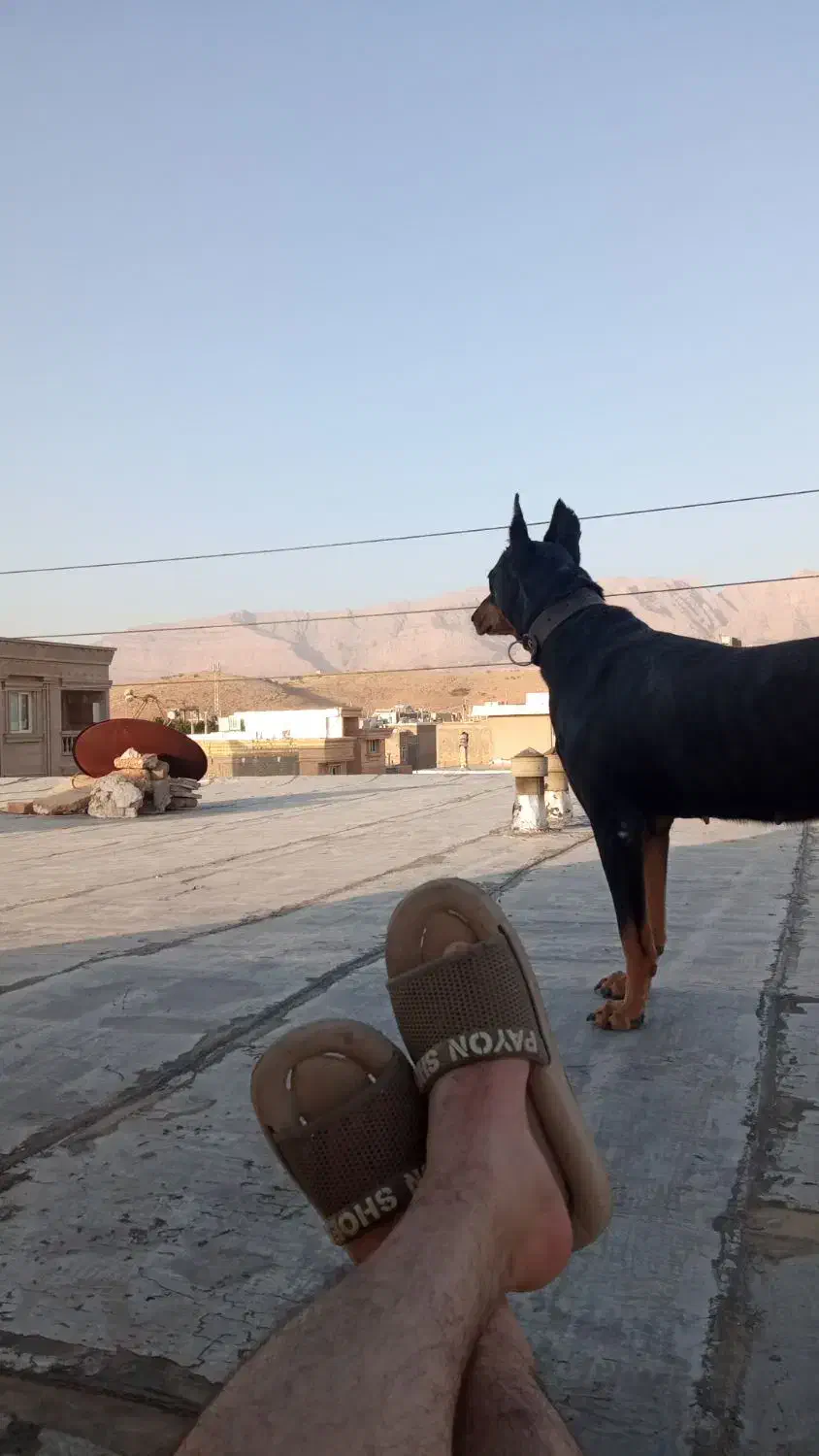 سگ دوبرمن ماده جون|سگ|شیراز, گویم|دیوار