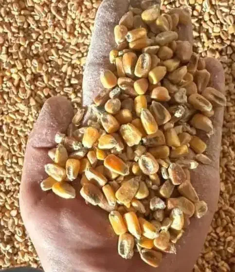 ذرت وارداتی و محلی|عمده‌فروشی|گناباد, |دیوار