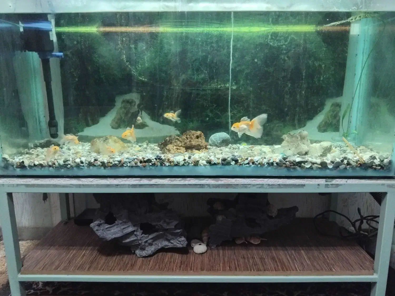 آکواریوم با میز و مرجان سنگ و کشتی بزرگ همه فقط|ماهی|آذرشهر, |دیوار