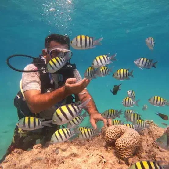 غواصی اختصاصی همراه با فیلم و عکس|تور و چارتر|کیش, |دیوار