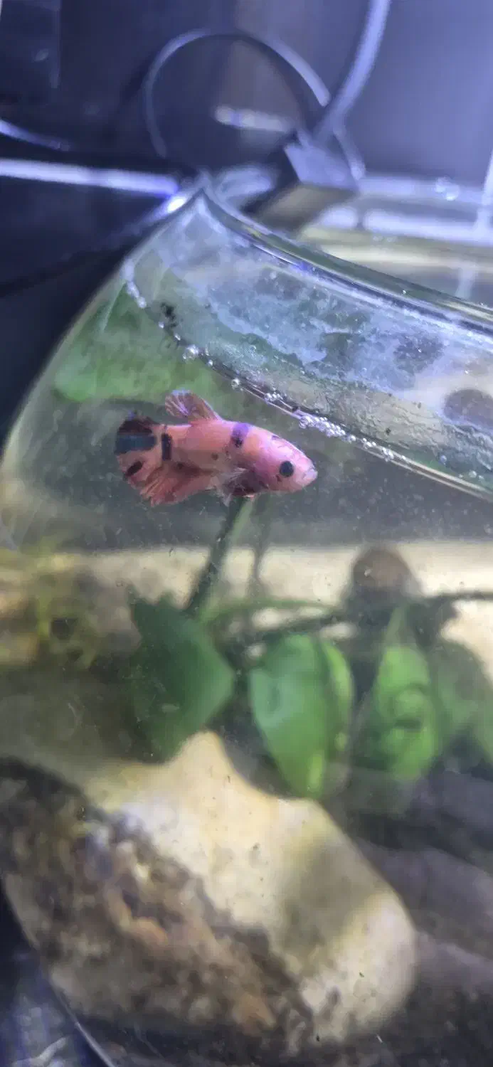 فایتر پلاکت نر|ماهی|آستانه اشرفیه, |دیوار