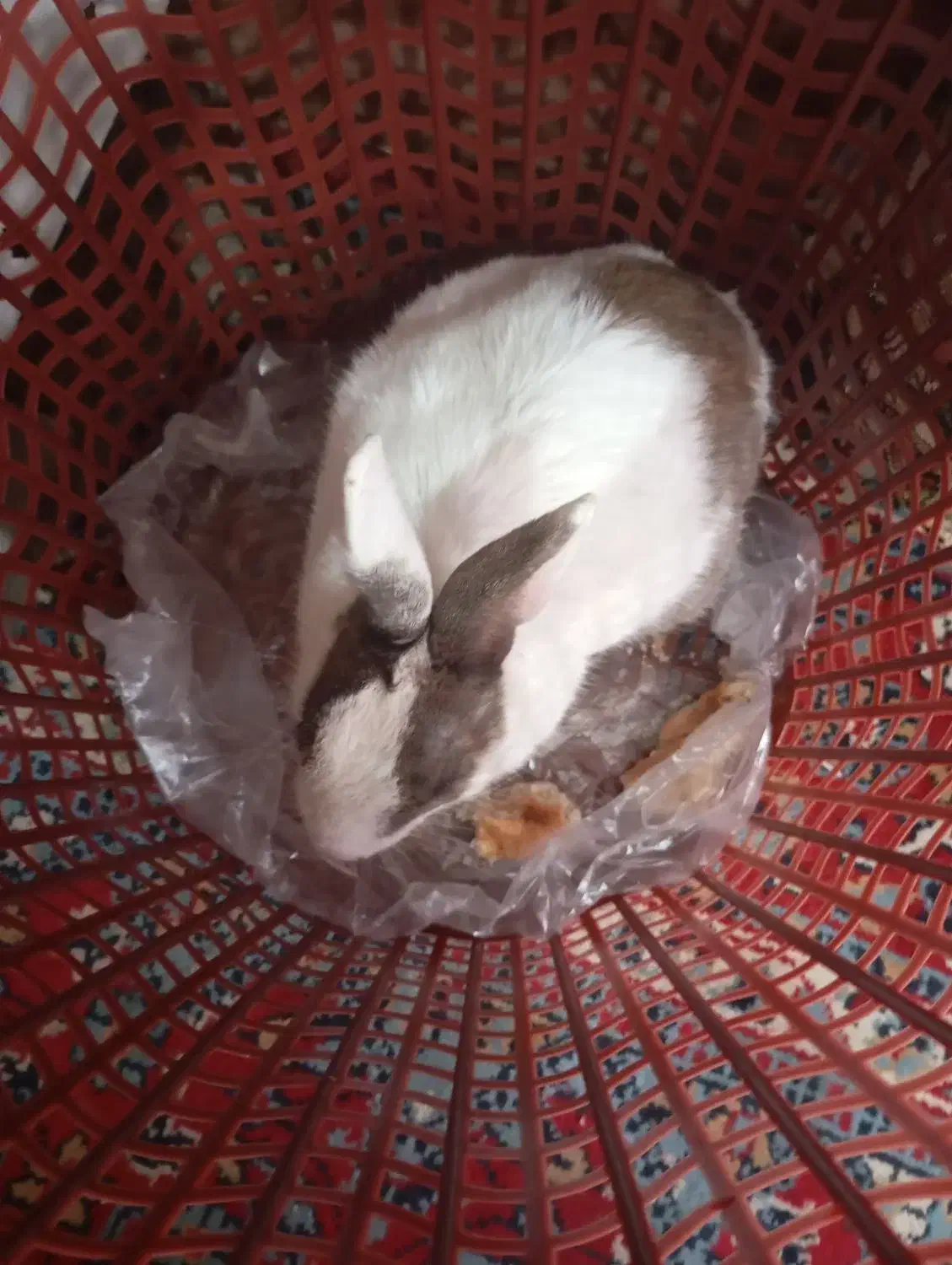 خرگوش|موش و خرگوش|گرگان, |دیوار