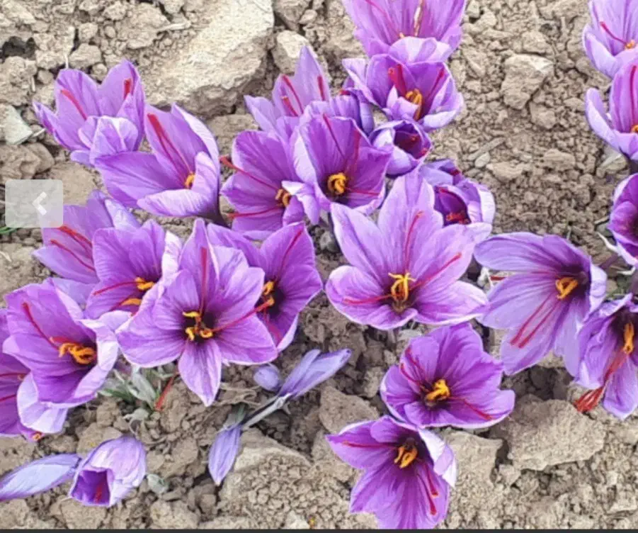 گل زعفران|خوردنی و آشامیدنی|شیراز, گلشن|دیوار