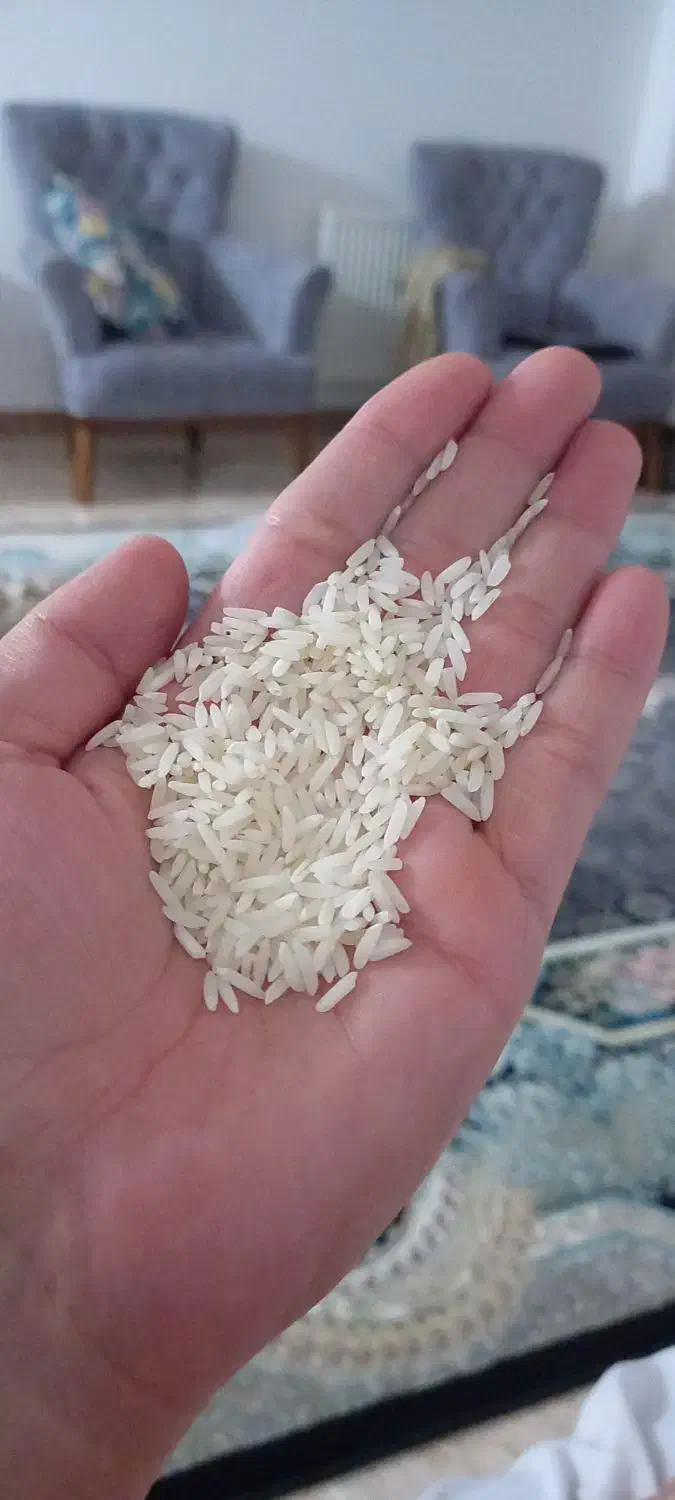 برنج هاشمی|خوردنی و آشامیدنی|رشت, منظریه|دیوار